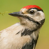 Woodpeckers